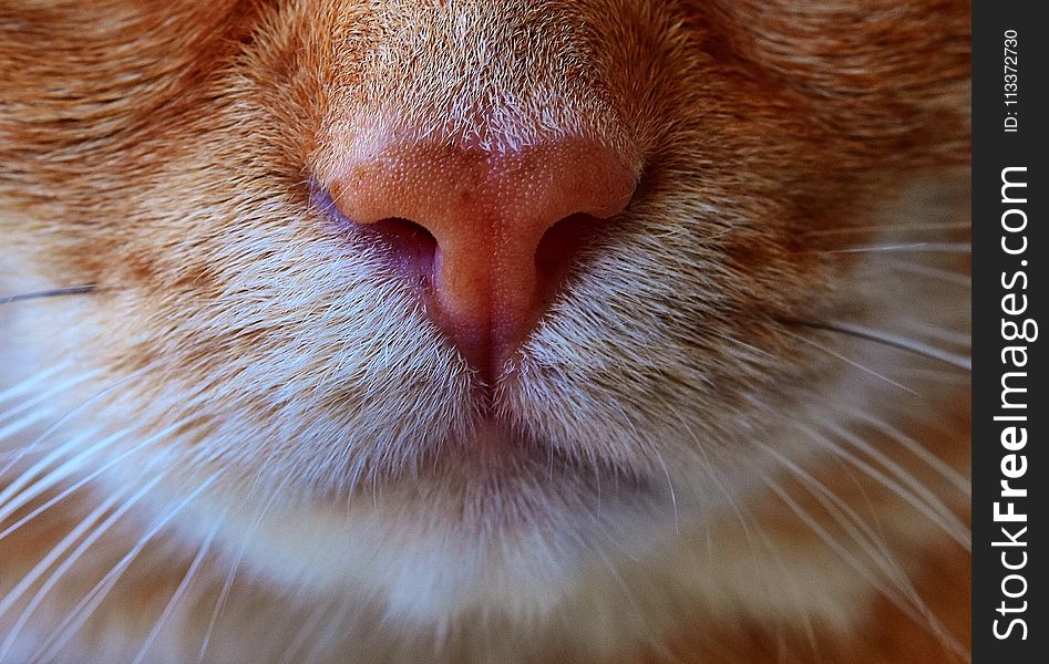 Cat, Whiskers, Face, Nose
