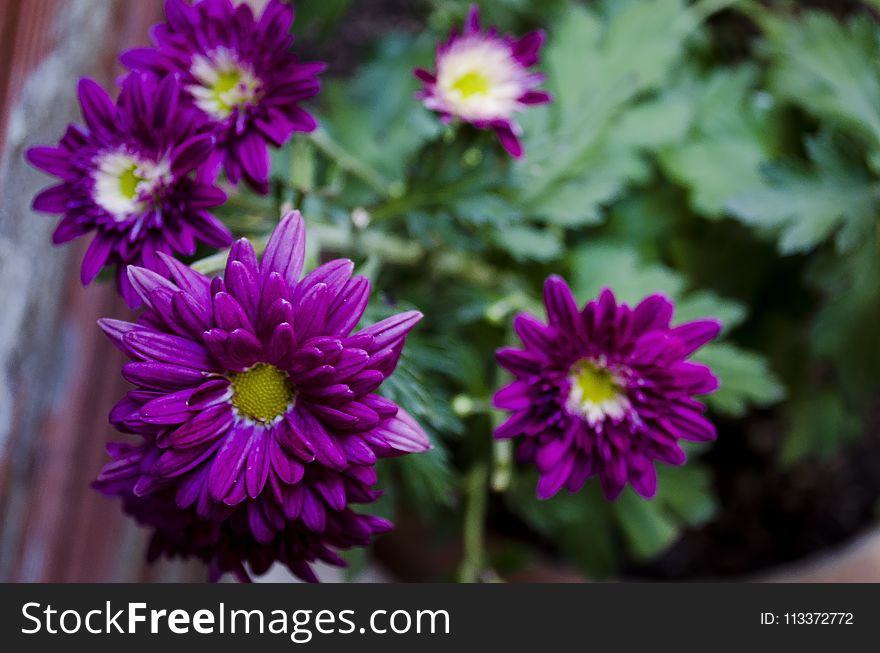 Flower, Flora, Purple, Plant