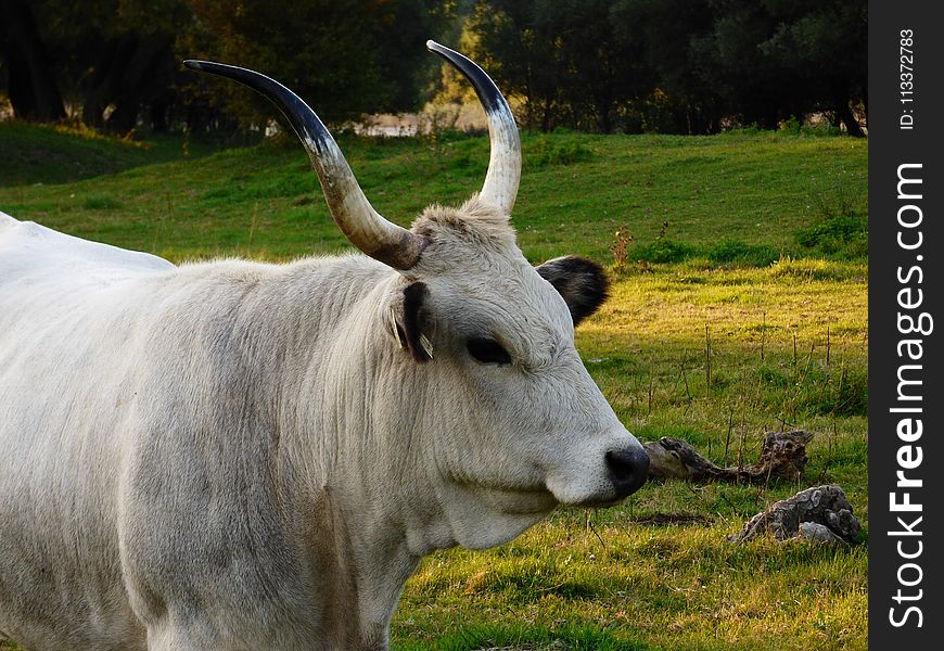 Cattle Like Mammal, Horn, Pasture, Grass