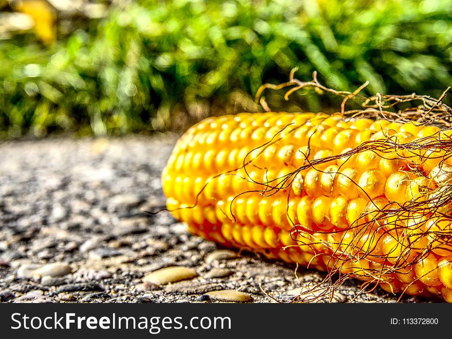 Sweet Corn, Maize, Corn On The Cob, Vegetarian Food