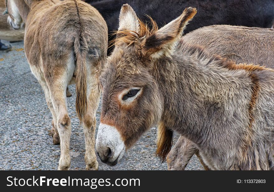 Donkey, Fauna, Horse Like Mammal, Wildlife