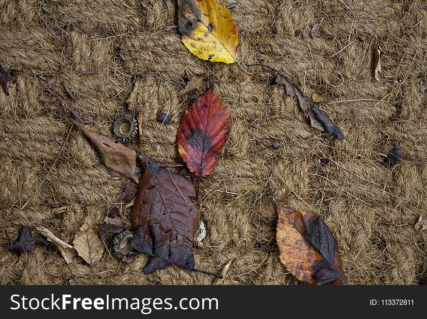 Leaf, Soil, Wood, Geology