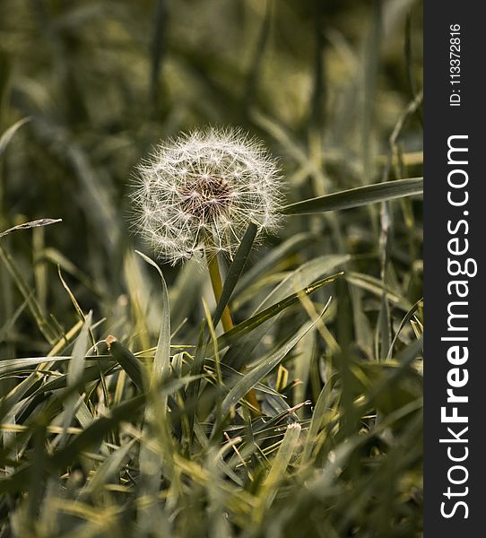 Plant, Flora, Vegetation, Flower