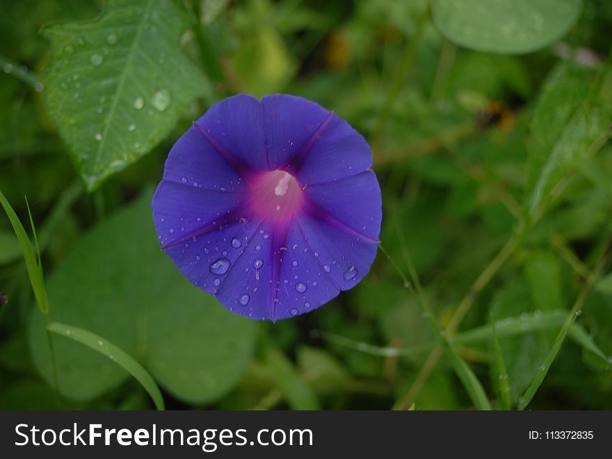 Flower, Plant, Flora, Purple