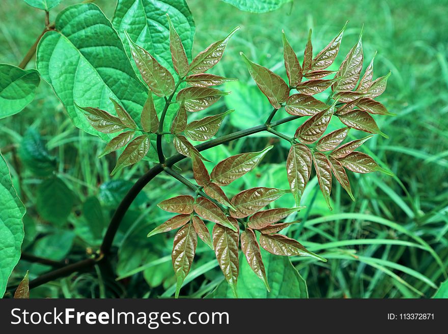 Plant, Leaf, Vegetation, Herb