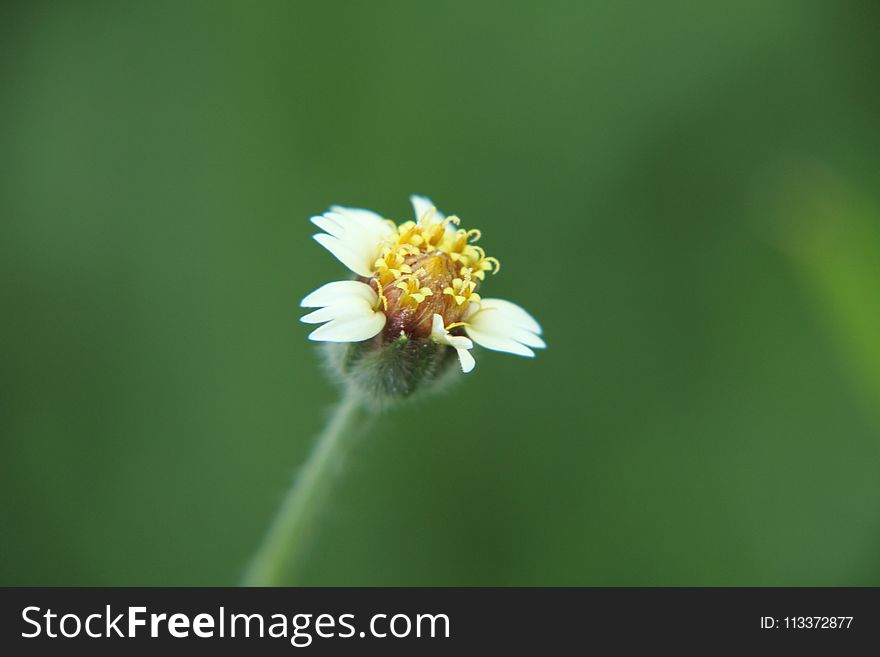 Flower, Flora, Close Up, Macro Photography