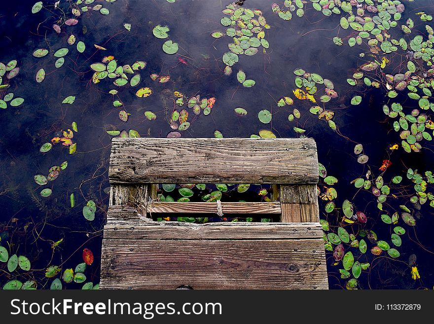 Green, Nature, Flower, Leaf