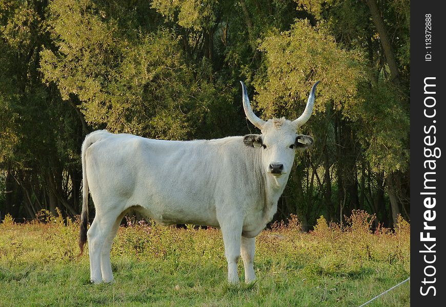 Cattle Like Mammal, Ecosystem, Pasture, Grassland