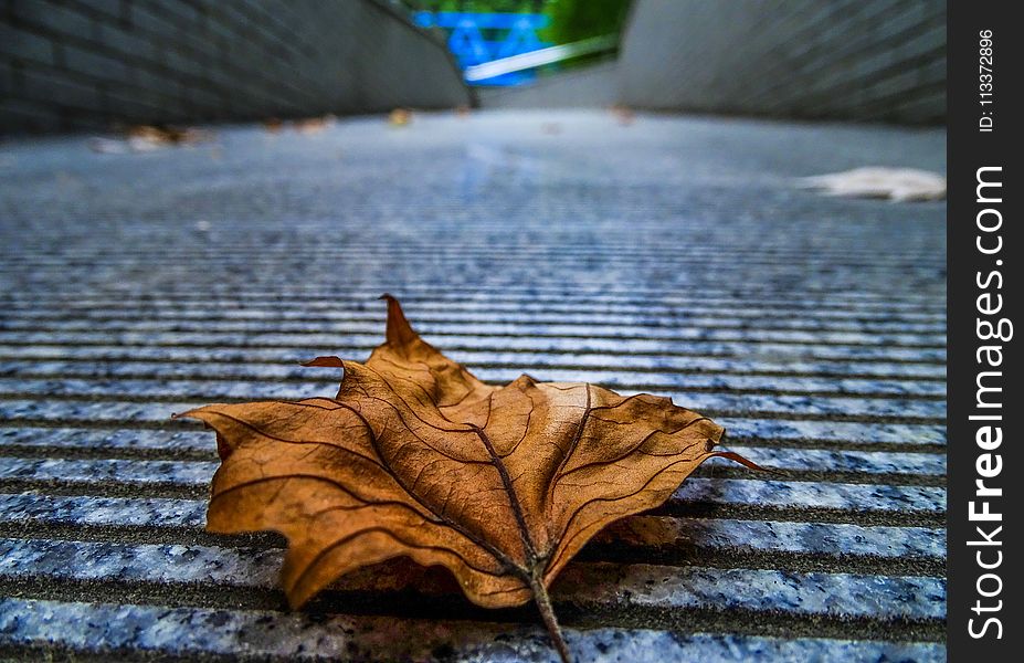 Leaf, Plant, Wood, Water