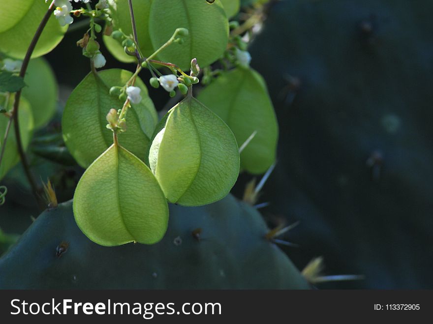 Vegetation, Leaf, Plant, Organism