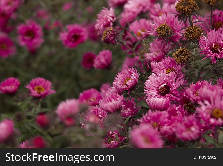 Flower, Pink, Flowering Plant, Aster