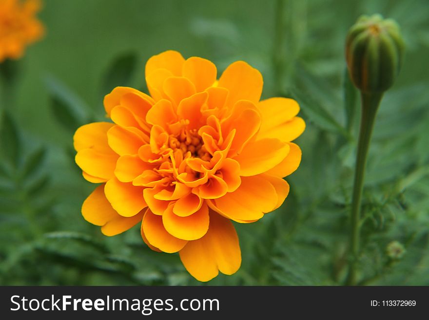 Flower, Yellow, Flora, Orange