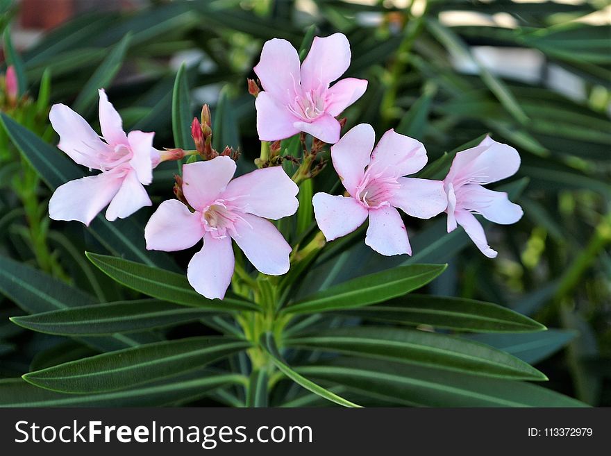 Plant, Flower, Flora, Flowering Plant