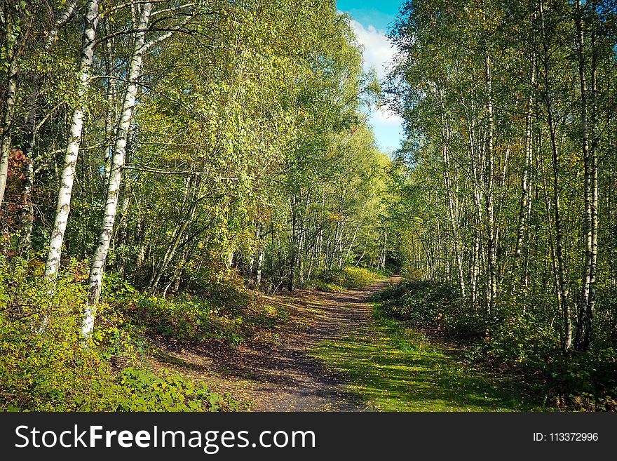 Ecosystem, Nature, Temperate Broadleaf And Mixed Forest, Tree