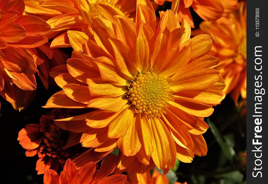 Flower, Yellow, Orange, Flora