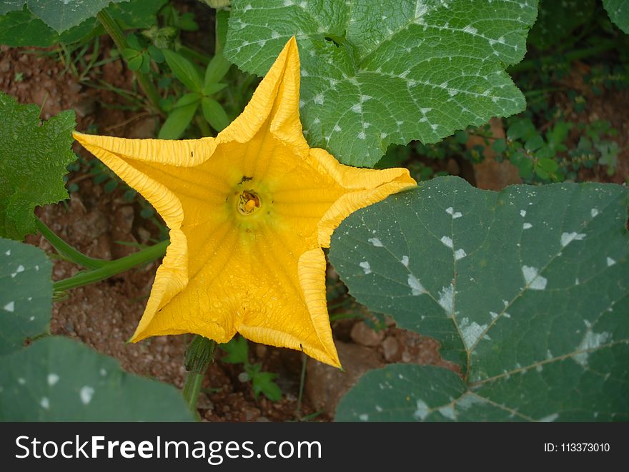 Plant, Flower, Flora, Leaf