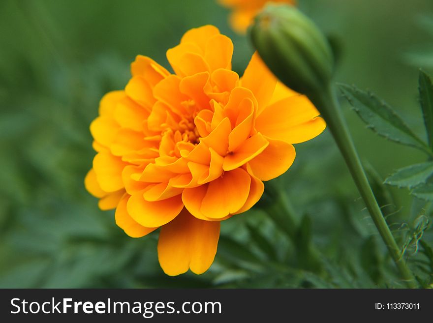 Flower, Yellow, Orange, Flora