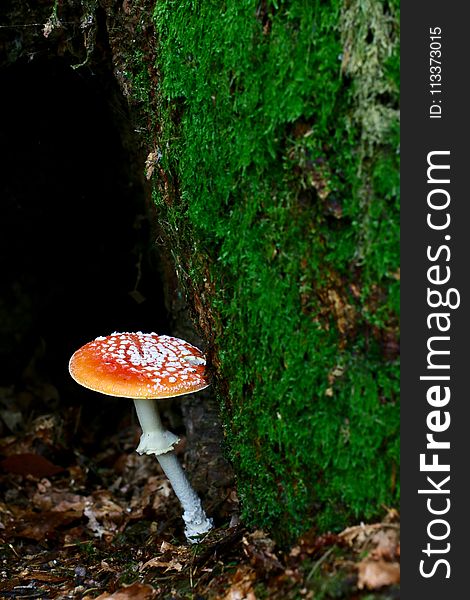 Fungus, Vegetation, Leaf, Medicinal Mushroom