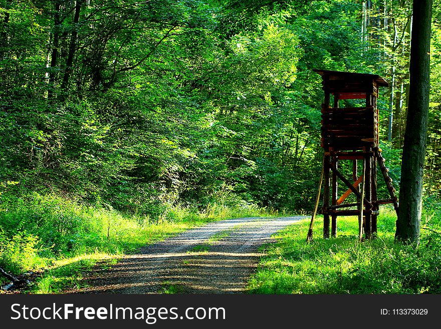 Path, Nature, Green, Vegetation