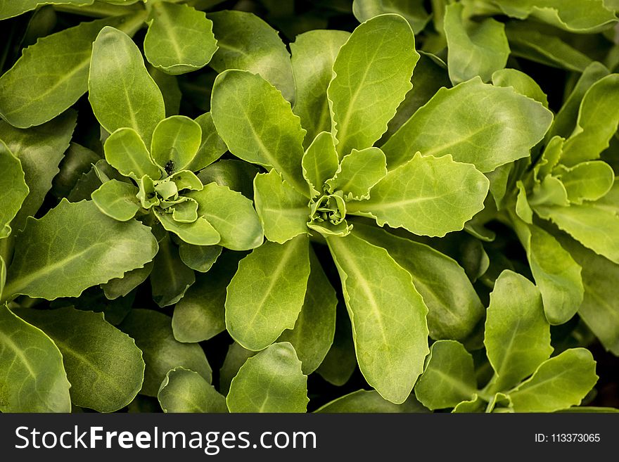 Plant, Leaf, Herb, Subshrub