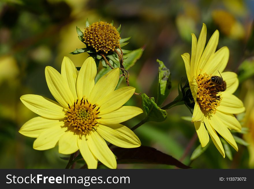 Flower, Yellow, Nectar, Pollen