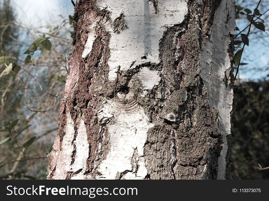 Tree, Woody Plant, Trunk, Plant