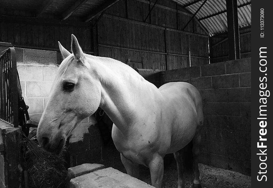 Horse, White, Black, Black And White