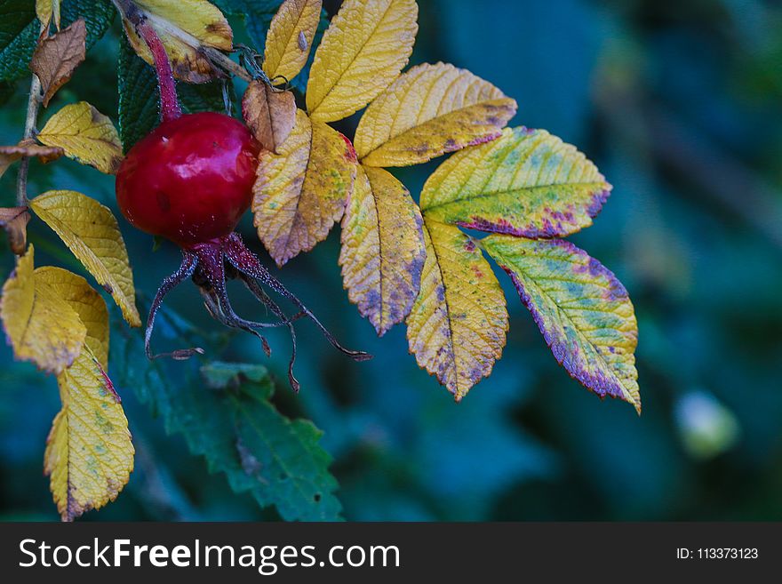 Leaf, Autumn, Fruit, Berry