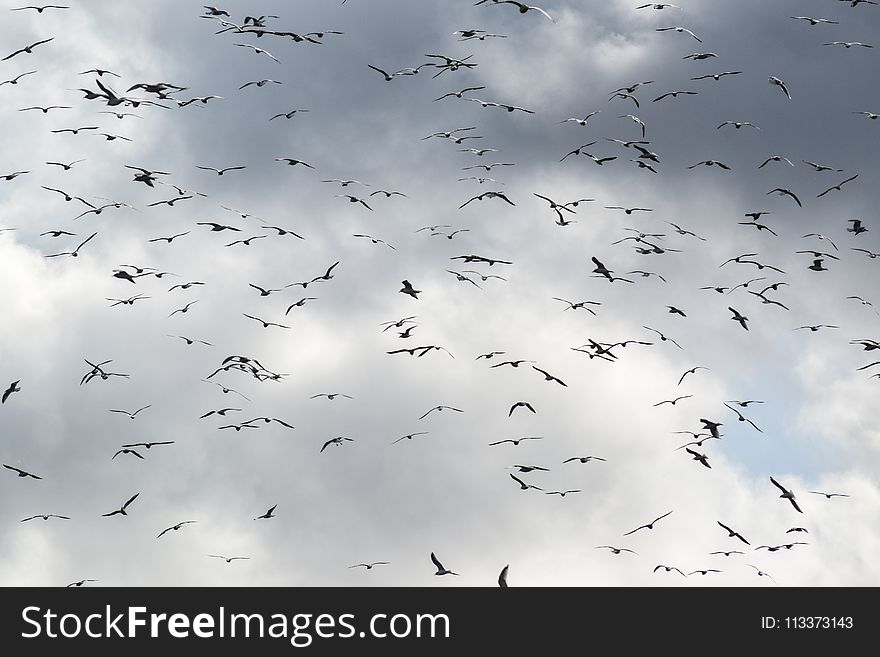 Sky, Flock, White, Bird Migration