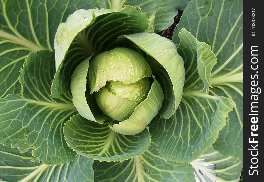 Cabbage, Vegetable, Leaf, Produce