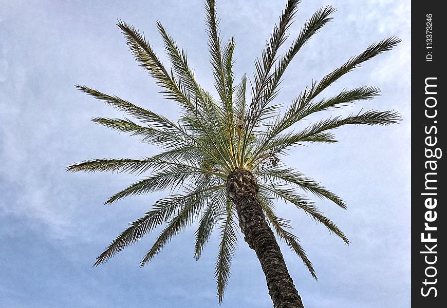 Palm Tree, Arecales, Date Palm, Tree