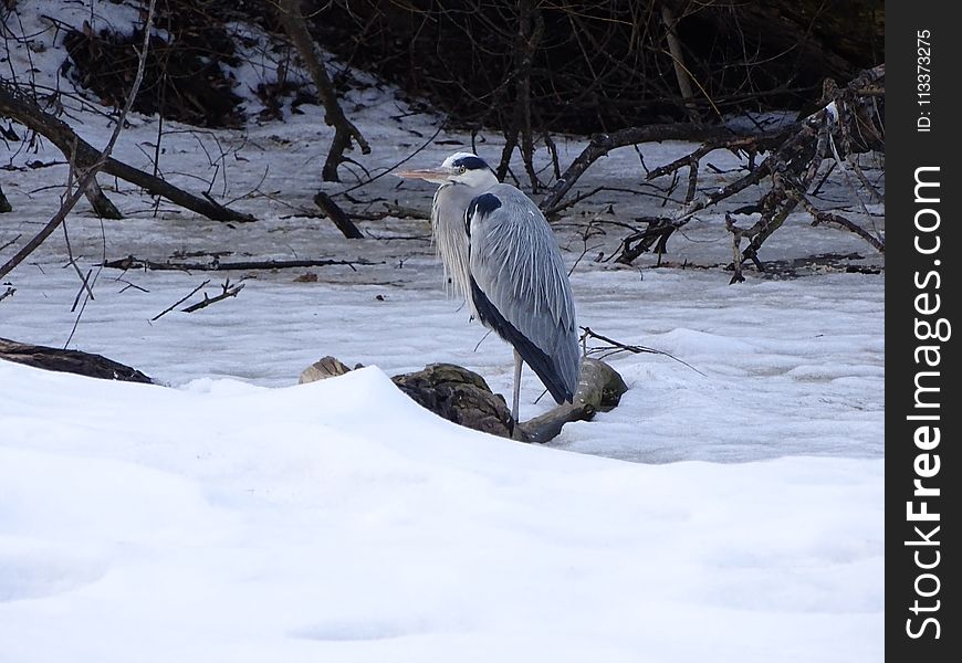 Fauna, Bird, Snow, Wildlife