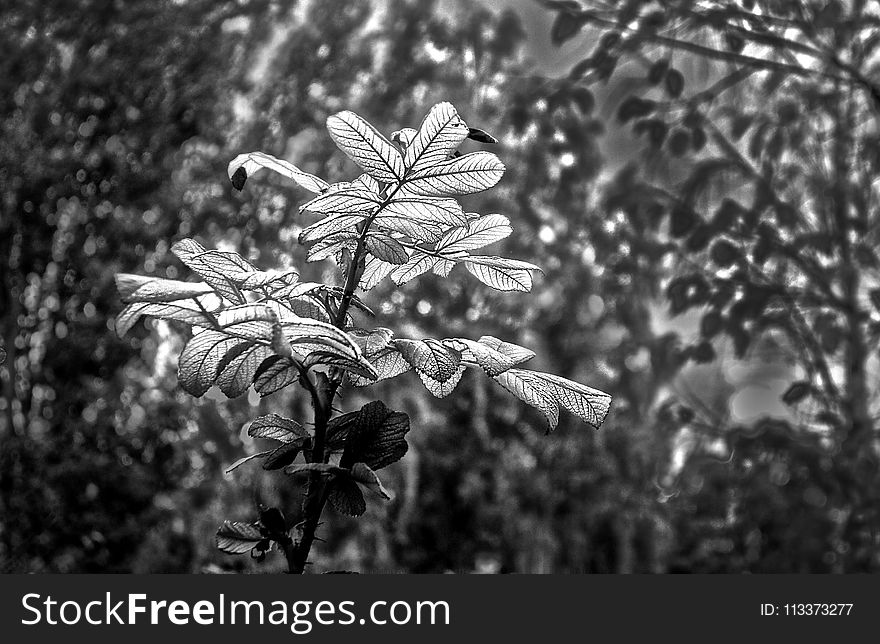 Black And White, Monochrome Photography, Flora, Vegetation