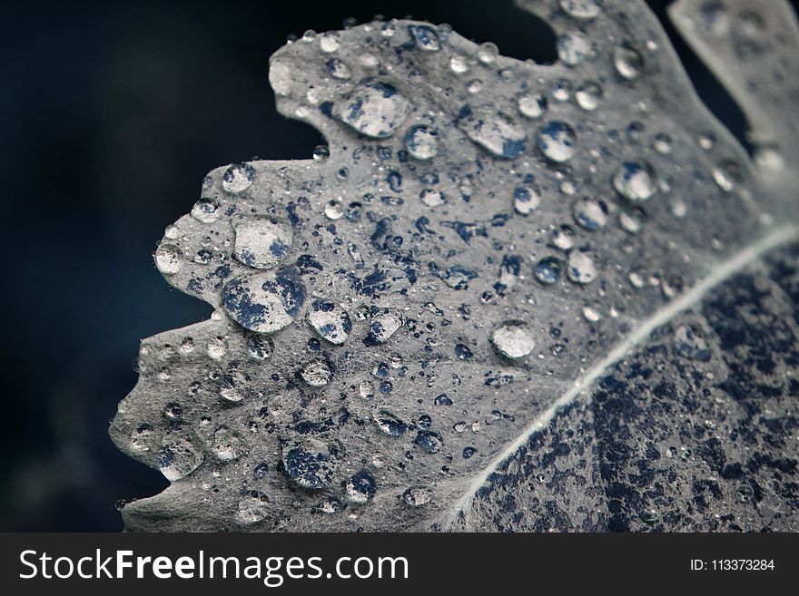 Water, Drop, Freezing, Close Up