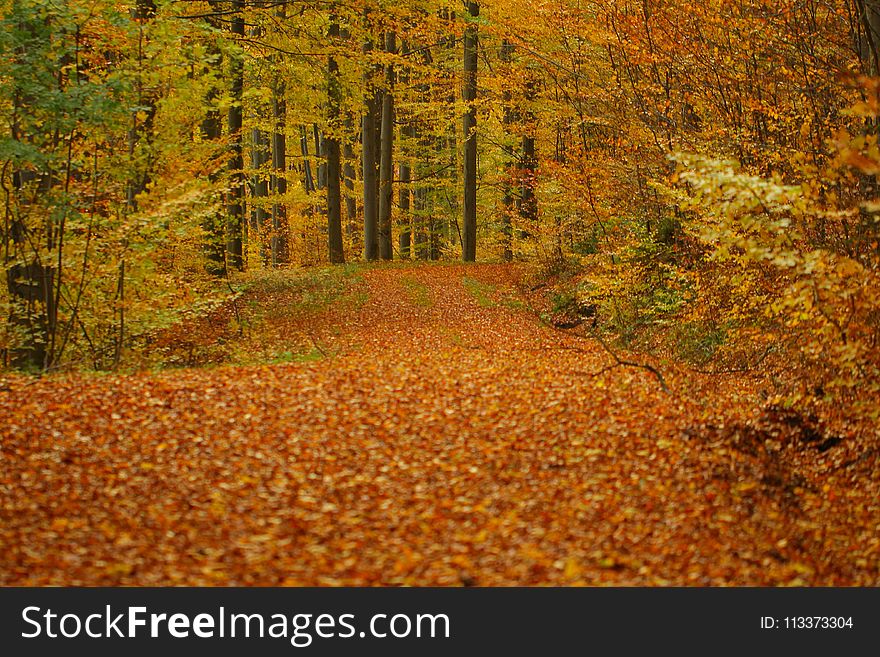 Nature, Autumn, Deciduous, Leaf