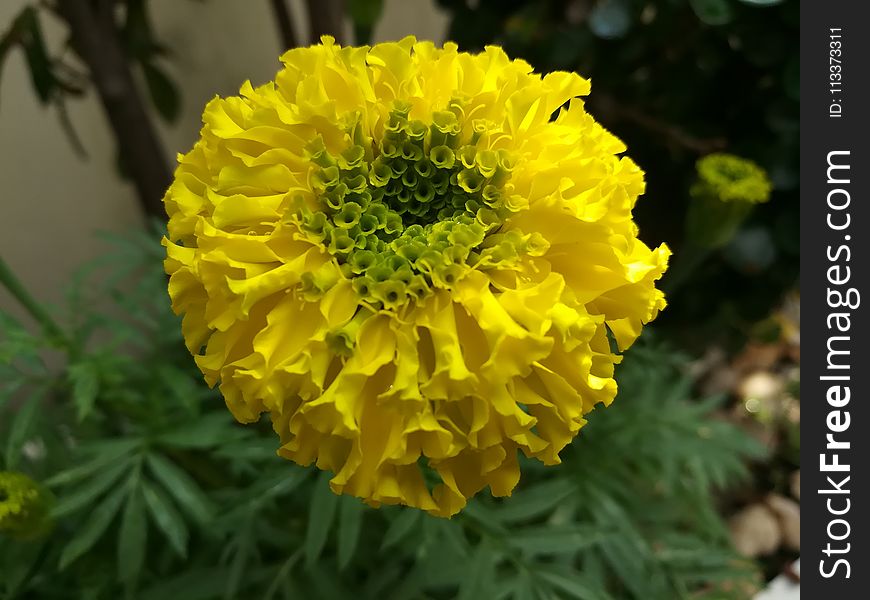 Flower, Yellow, Flora, Annual Plant