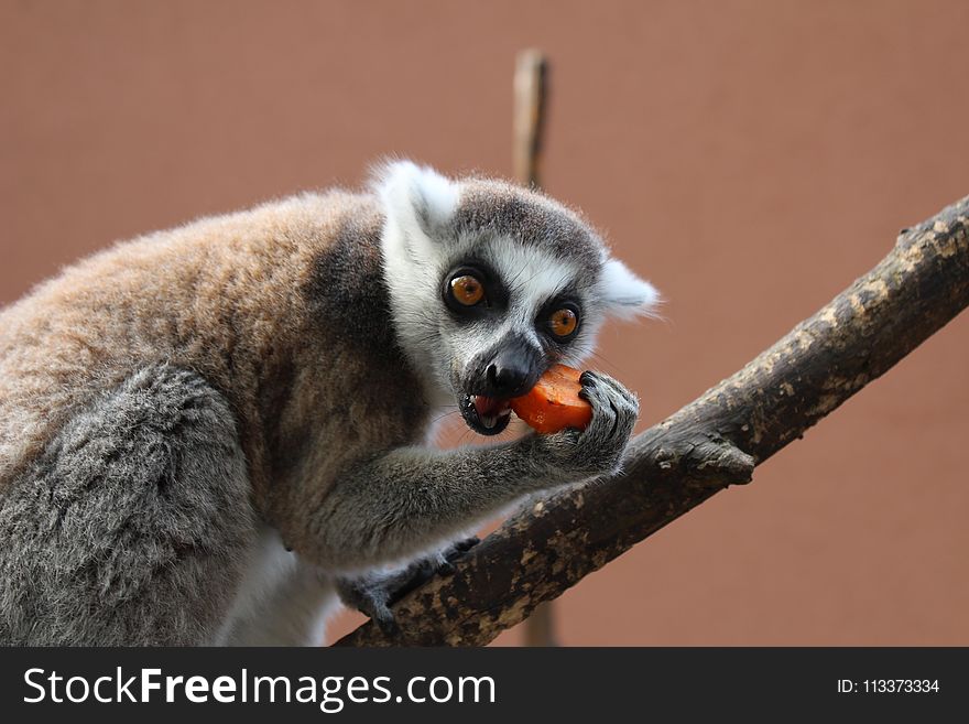 Fauna, Mammal, Lemur, Primate