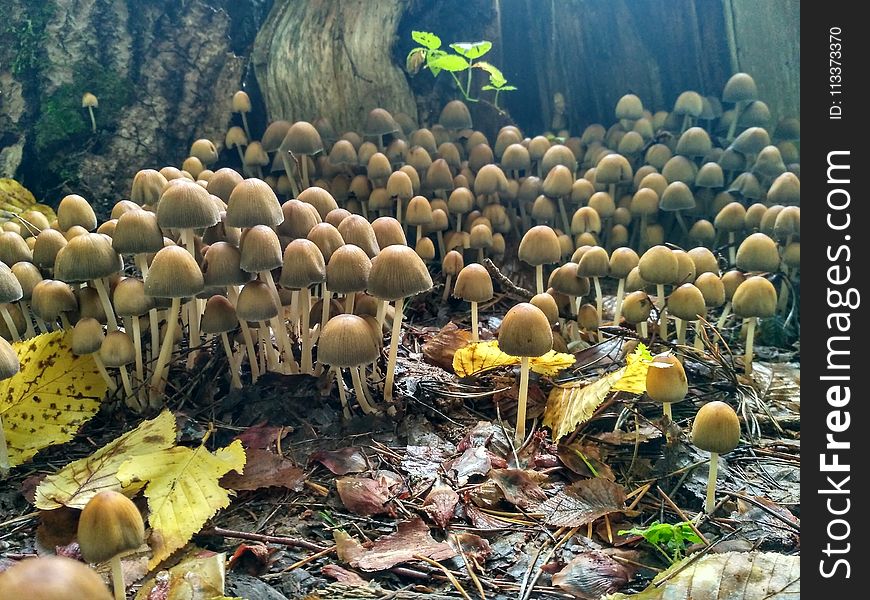 Fungus, Agaricaceae, Mushroom, Agaricus