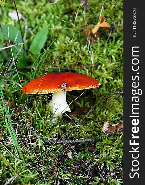 Mushroom, Fungus, Leaf, Edible Mushroom