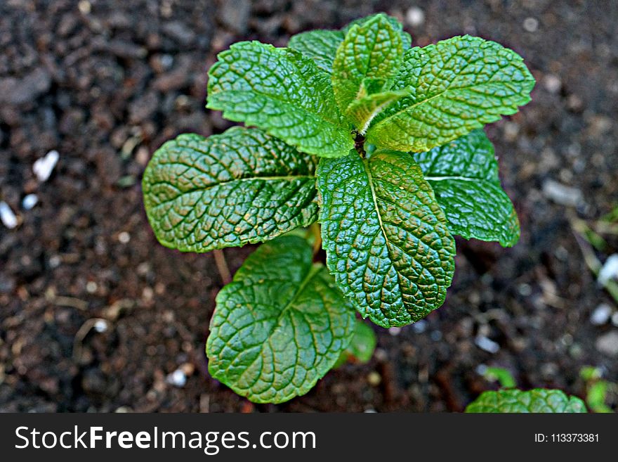 Plant, Leaf, Herb, Spearmint