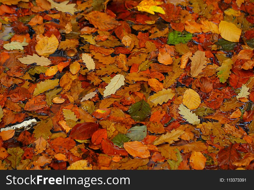 Leaf, Autumn, Deciduous, Mixture