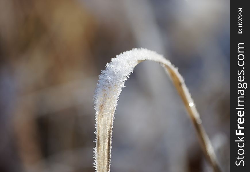 Close Up, Frost, Freezing, Twig