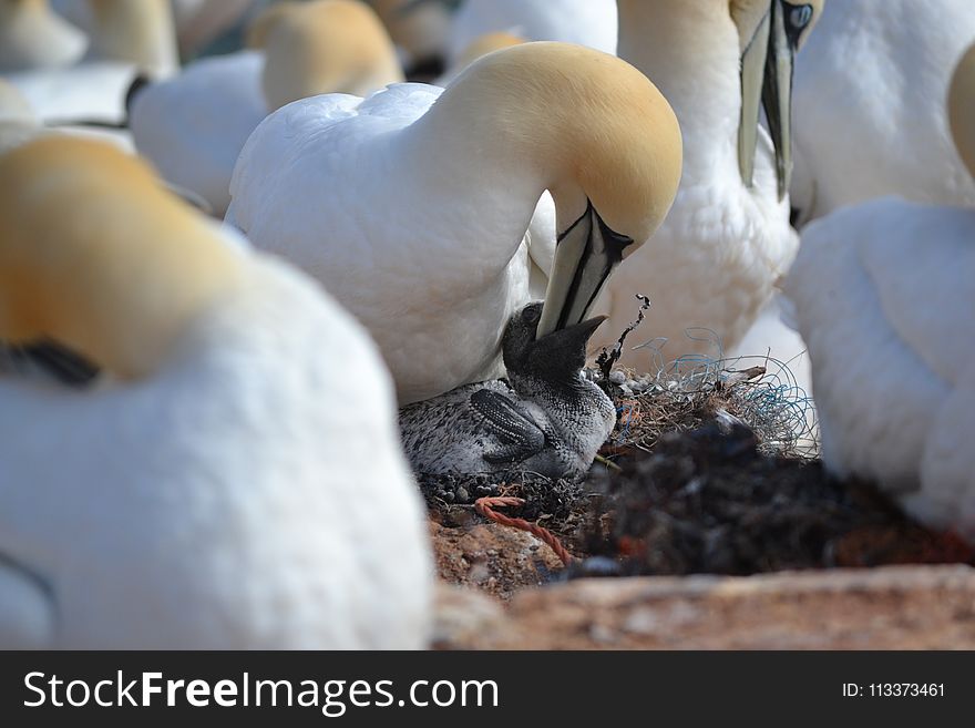 Bird, Fauna, Beak, Water Bird