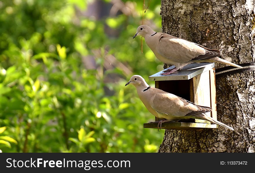 Bird, Fauna, Ecosystem, Beak