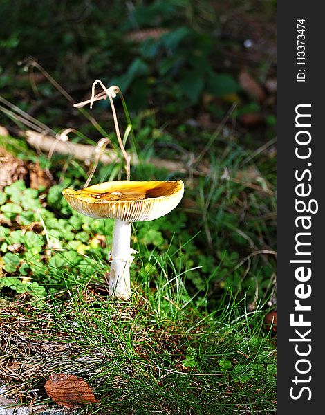 Fungus, Mushroom, Flora, Edible Mushroom