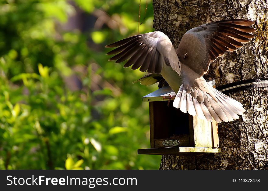 Bird, Fauna, Beak, Wildlife