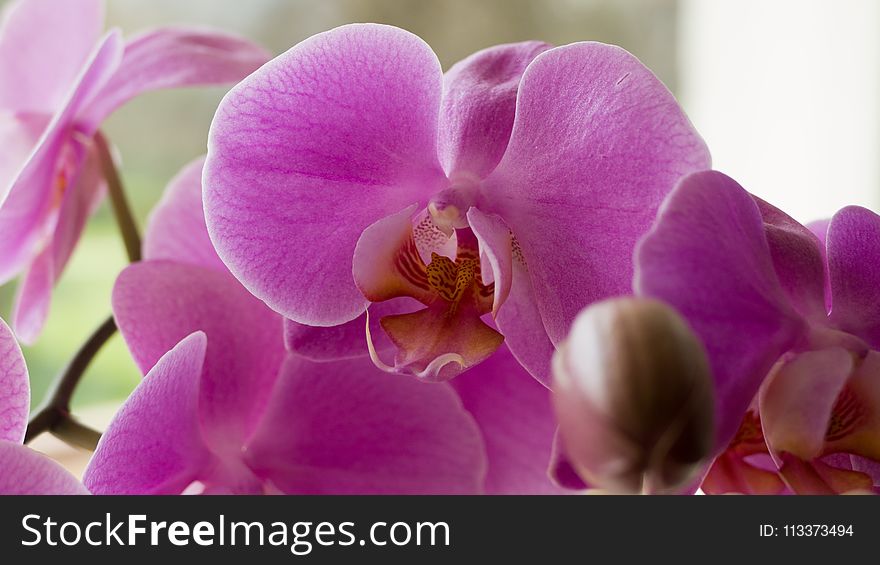 Flower, Flowering Plant, Pink, Plant