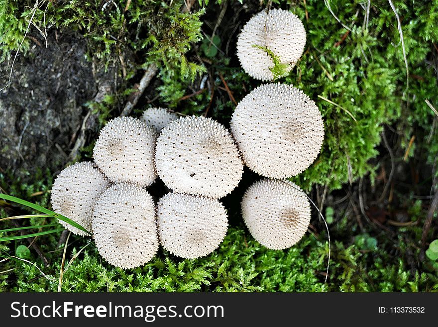 Fungus, Mushroom, Agaricaceae, Edible Mushroom