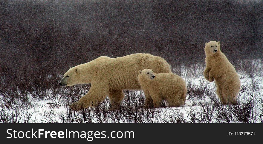 Polar Bear, Bear, Mammal, Fauna