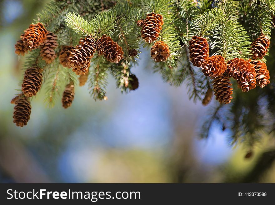 Pine Family, Tree, Conifer, Branch